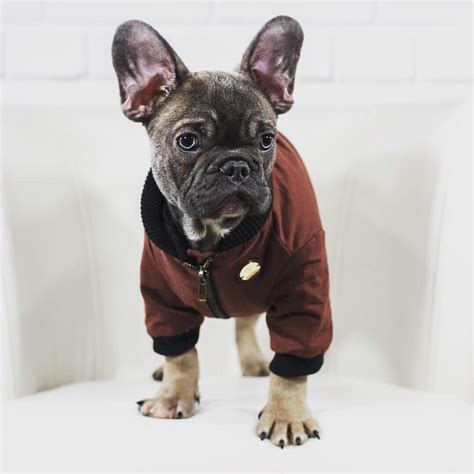 Dog Flight Jacket
