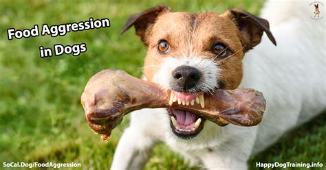 Dog Food Causing Aggression