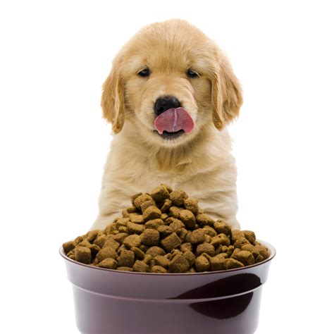 dog food dog food funny