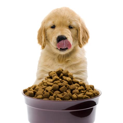 dog food dog food gif