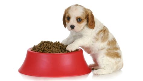 dog food for cavalier king charles spaniels