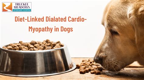 dog food linked to dcm