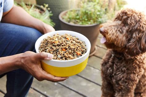 dog food online delivery canada