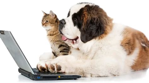 dog food ordering online