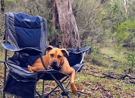 dog friendly accommodation queensland