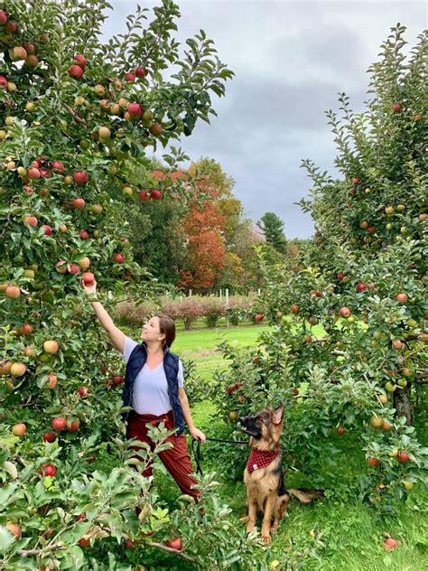 dog friendly apple orchard