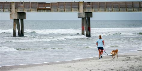 Ultimate Guide to Dog Friendly Beaches in Jacksonville Jacksonville