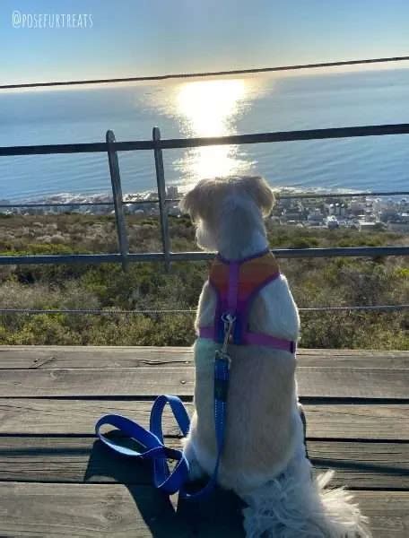 Dog Friendly Cape Town