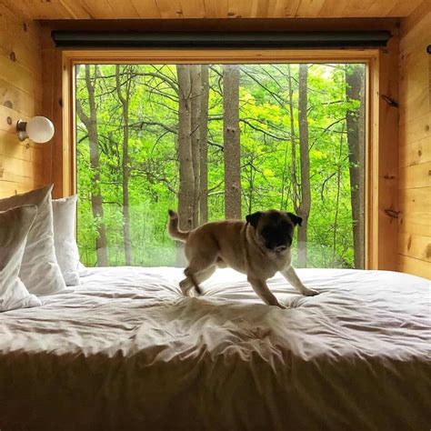 dog friendly getaways near me in new york city