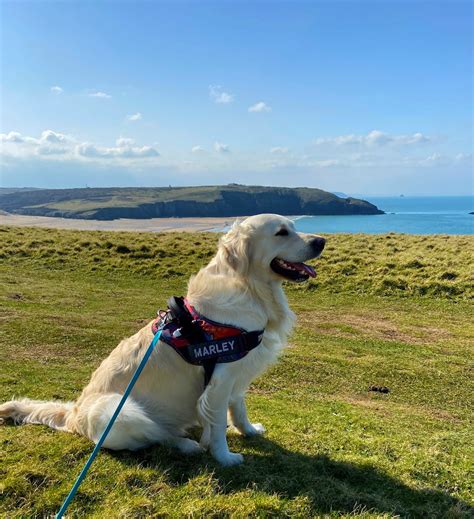 dog friendly holidays in cornwall 2024