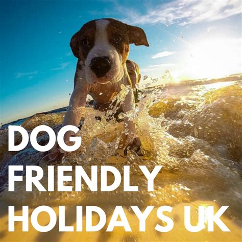 dog friendly holidays uk 2023 booking guide