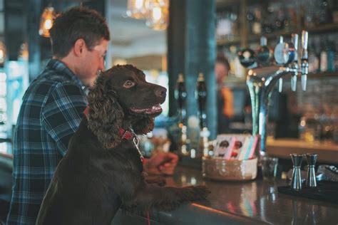 dog friendly pubs brisbane