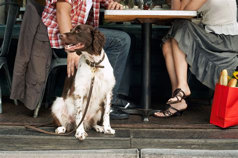 Unleash Your Dog's Dining Experience: Top Pet-Friendly Restaurants
