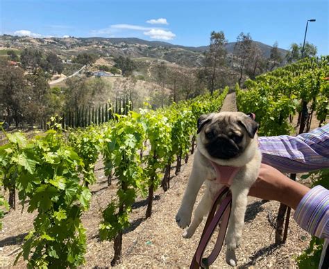dog friendly wineries temecula