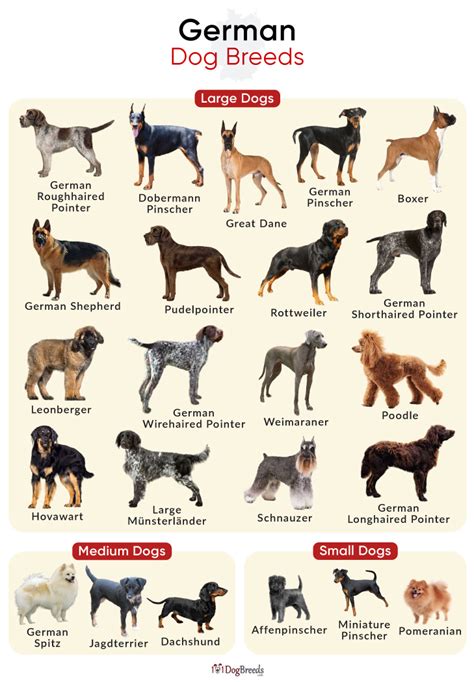 dog german breed
