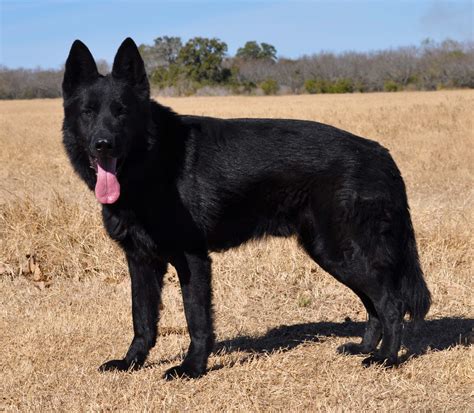 dog german shepherd black