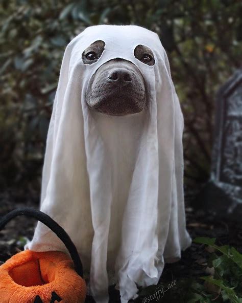 Dog Ghost Costume
