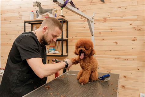 dog groomer courses reviews