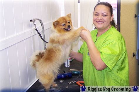 Dog Groomer In Yuma Az