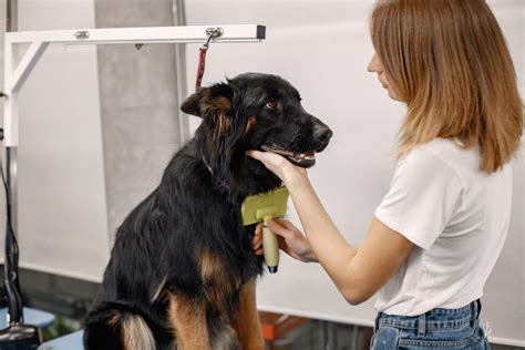 Mastering Dog Groomer Techniques: Pro Tips