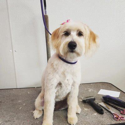 dog groomers in carrollton