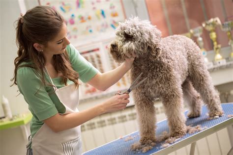 Dog Grooming - Tips For Keeping Your Pooch Looking And Feeling Great