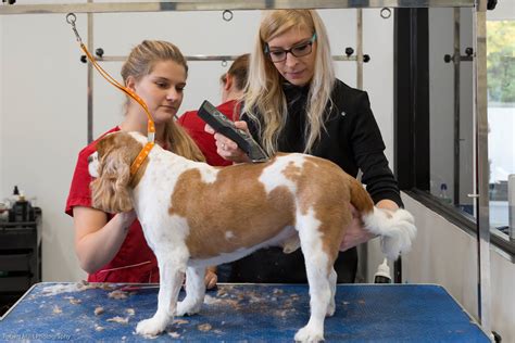 dog grooming courses for basic skills