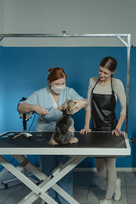 dog grooming courses near me for adults