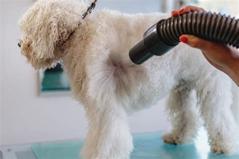 Expert Dog Grooming Drying Techniques Guide