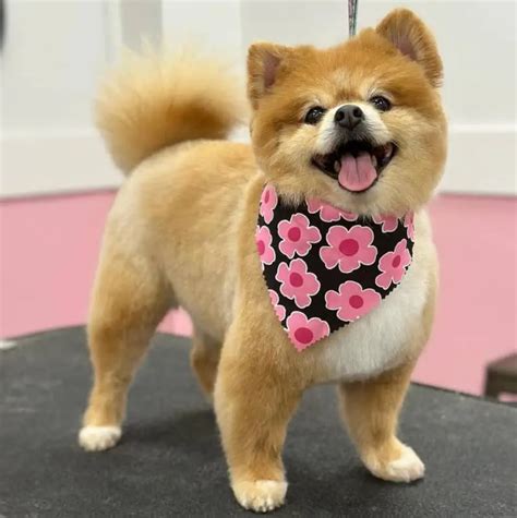 Dog Grooming Fargo