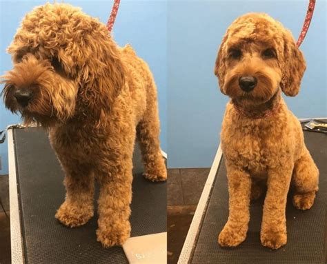 Dog Grooming For Cockapoo