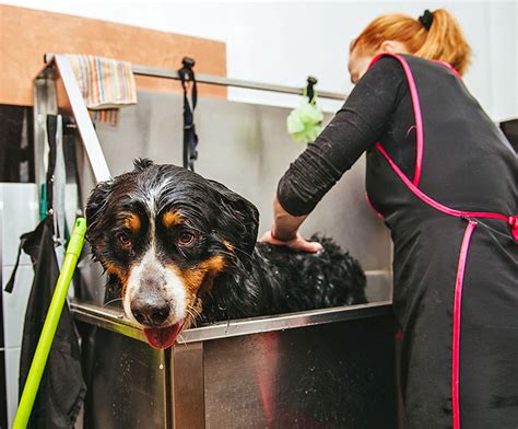 Gentle Dog Grooming Handling Techniques: Pro Skills