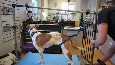 Mastering Dog Grooming Restraint Techniques for Safety