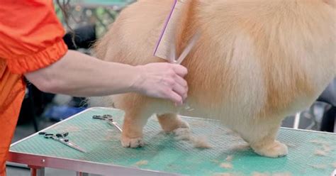 Gentle Dog Grooming Technique Hair Pulling Guide