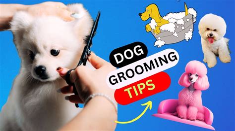 Mastering Dog Grooming Techniques Guide