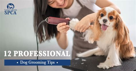 dog grooming tips for professionals