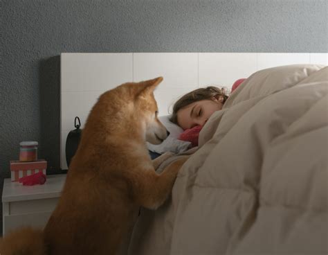 Dog Hacks When Waking Up
