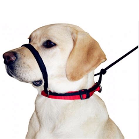 Dog Halter Australia