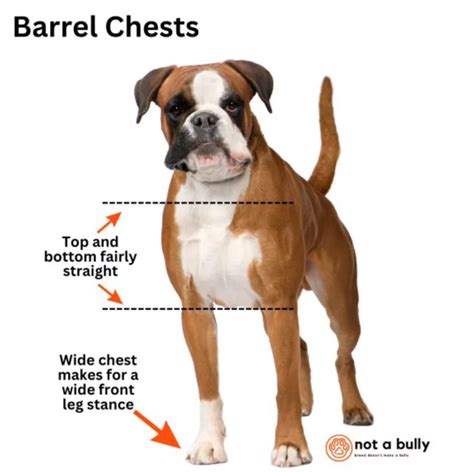 Dog Has Big Chest