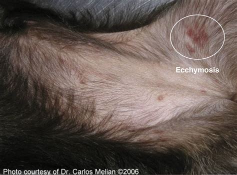 Dog Has Bruised Balls