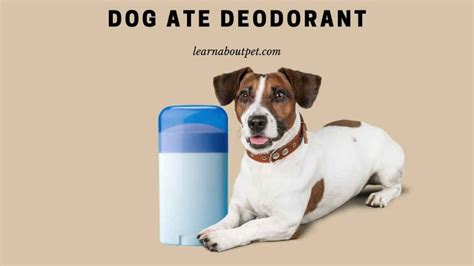 Dog Has Deodorant