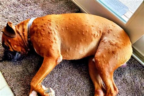dog has hives all over body