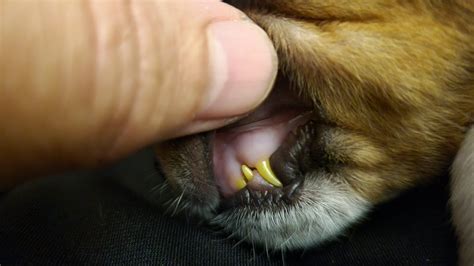 Dog Has Yellow On Teeth