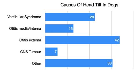 Dog Head Tilt Causes