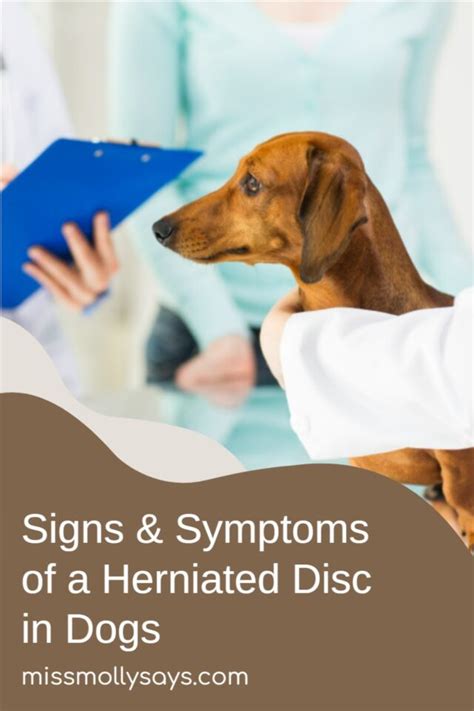 Dog Herniated Disk Symptoms