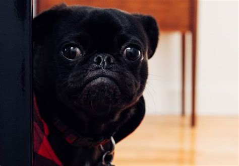 Dog Hides When In Trouble