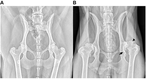 dog hip arthritis x ray