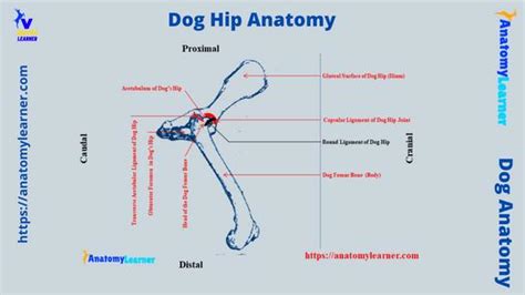 Dog Hip Joint Name