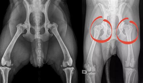 Dog Hip X Rays