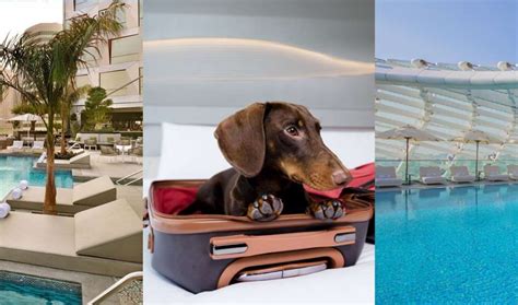Dog Hotel Uae